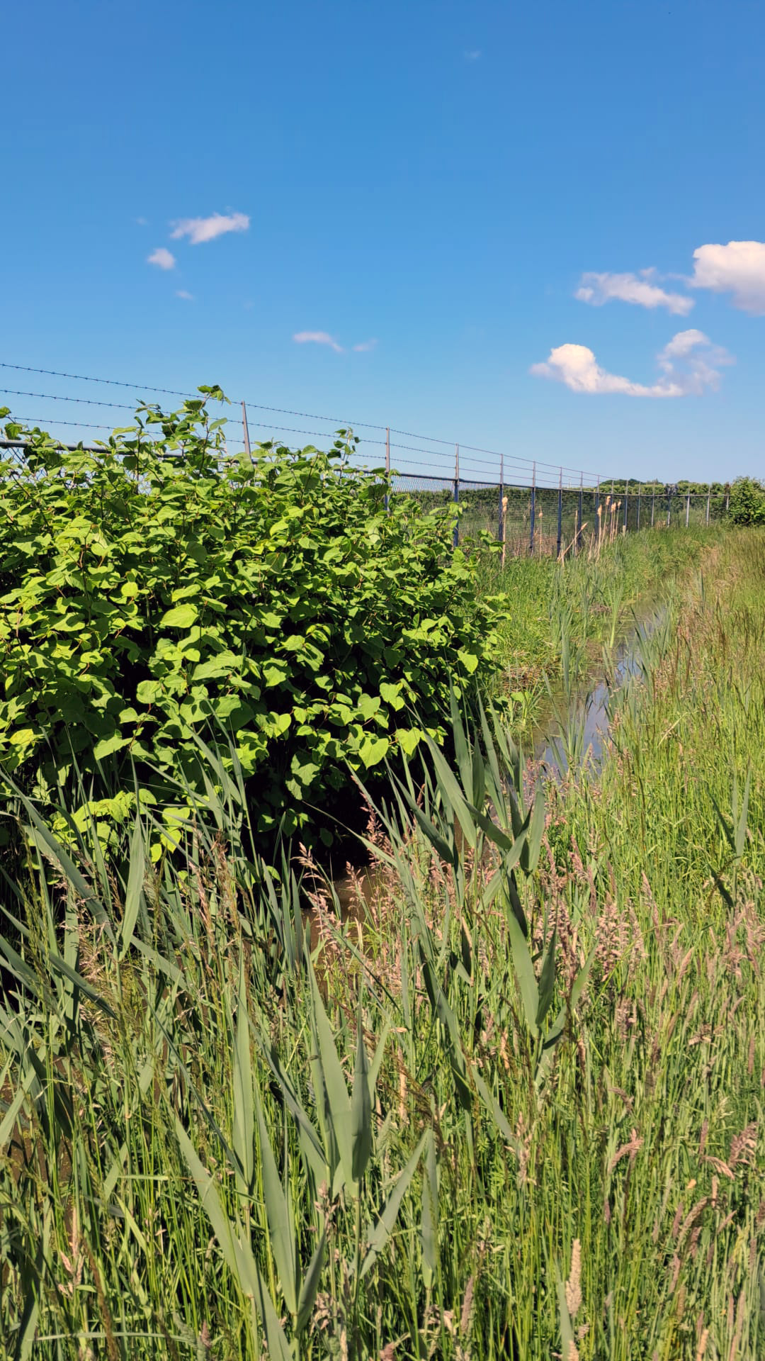 Aziatische duizendknoop langs de Kromme Rijn