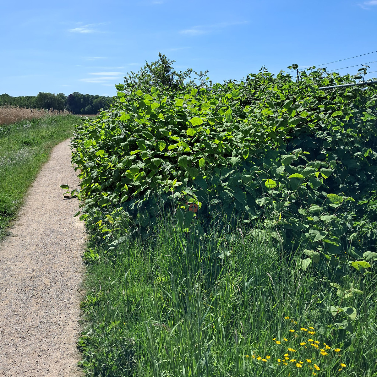 Aziatische duizendknoop langs de Kromme Rijn