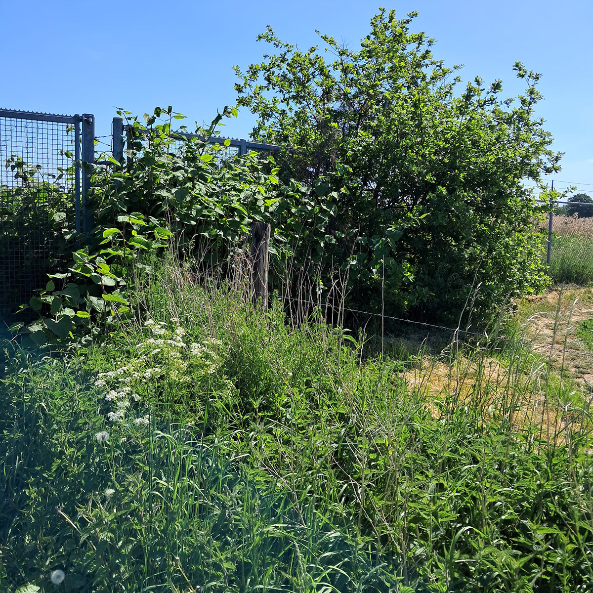 Aziatische duizendknoop langs de Kromme Rijn